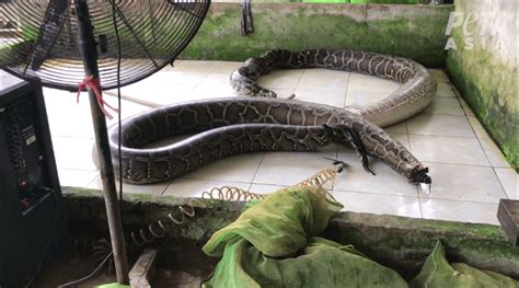 Snakes Inflated to Death for ‘Luxury’ Items in Shocking New